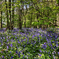 Buy canvas prints of Bluebells Everdon Stubbs Wood by Avril Harris