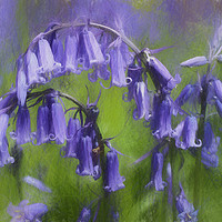 Buy canvas prints of Bluebell Arch by Avril Harris