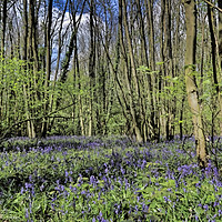 Buy canvas prints of Everdon Stubbs Wood Bluebells  by Avril Harris