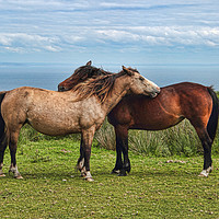 Buy canvas prints of The Lundy Ponies by Avril Harris