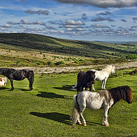 Buy canvas prints of Dartmoor Wild Ponies by Avril Harris