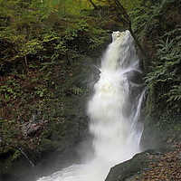 Buy canvas prints of Dolgoch Falls Gwynedd by Avril Harris