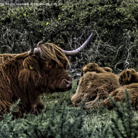 Buy canvas prints of Dartmoor Highland Long Horned Cattle by Avril Harris