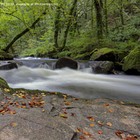 Buy canvas prints of Golitha falls nature reserve by Avril Harris