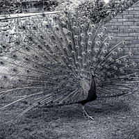 Buy canvas prints of Monochrome Peacock by Avril Harris