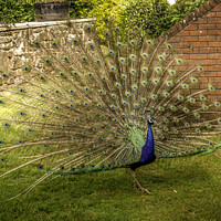 Buy canvas prints of Peacock displaying by Avril Harris