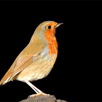 Buy canvas prints of Beautiful Robin by Claire Hartley