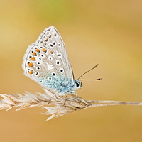 Buy canvas prints of Flutterby by Claire Hartley