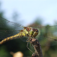 Buy canvas prints of dragonfly by carin severn