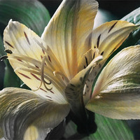 Buy canvas prints of Lily by carin severn
