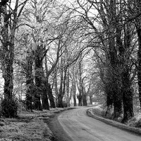 Buy canvas prints of avenue of trees by carin severn