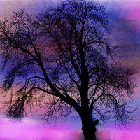 Buy canvas prints of tree of colours by carin severn