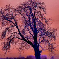 Buy canvas prints of lonely tree by carin severn