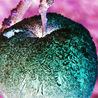 Buy canvas prints of negative apple by carin severn