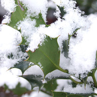 Buy canvas prints of snow covered holly by carin severn