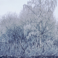 Buy canvas prints of Ice Trees by carin severn