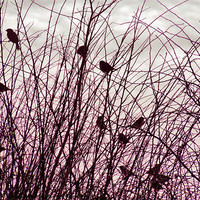 Buy canvas prints of home to roost by carin severn