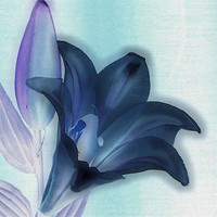Buy canvas prints of negative lily by carin severn