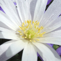 Buy canvas prints of Aster in Sunlight by carin severn