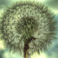 Buy canvas prints of Dandelion by carin severn