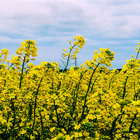 Buy canvas prints of Field of Yellow by carin severn