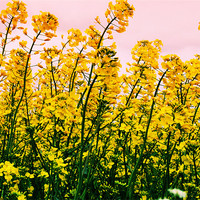 Buy canvas prints of Yellow Field by carin severn