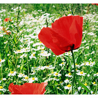 Buy canvas prints of The Poppy by carin severn