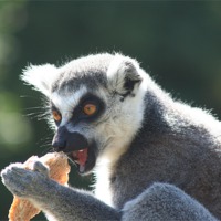 Buy canvas prints of Ring tailed Lemur by carin severn