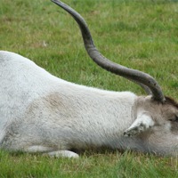 Buy canvas prints of Addax by carin severn