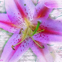 Buy canvas prints of pink lily by carin severn