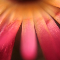 Buy canvas prints of soft focus 2 by carin severn
