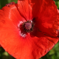 Buy canvas prints of poppy by carin severn