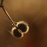 Buy canvas prints of  caught in a web by carin severn