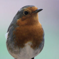 Buy canvas prints of  little robin  by carin severn