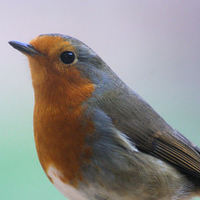Buy canvas prints of  British Robin  by carin severn