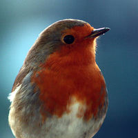 Buy canvas prints of  Brave little robin by carin severn