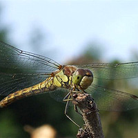 Buy canvas prints of Dragonfly by carin severn