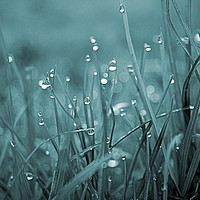 Buy canvas prints of morning dew  by carin severn