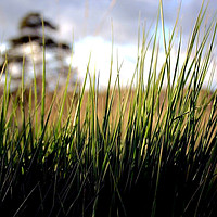 Buy canvas prints of peeking through the grass  by carin severn