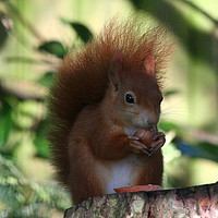 Buy canvas prints of red squirrel  by carin severn