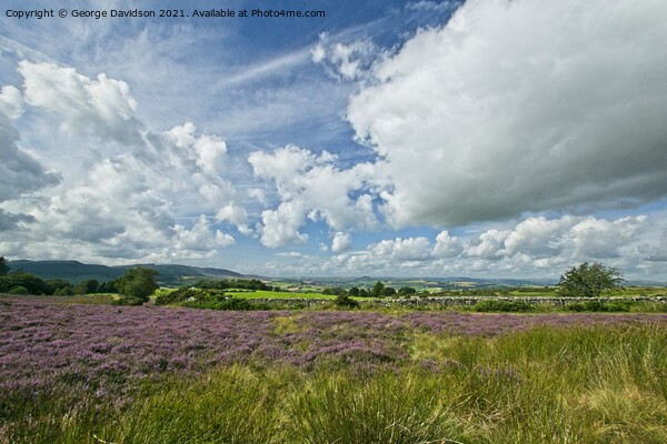 Field of Heather Picture Board by George Davidson