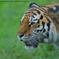 Buy canvas prints of Majestic Big Cats at the Zoo by George Davidson