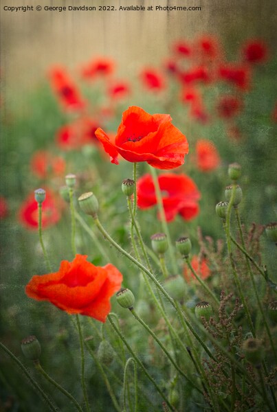 Poppies Picture Board by George Davidson