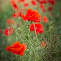 Buy canvas prints of Poppies by George Davidson