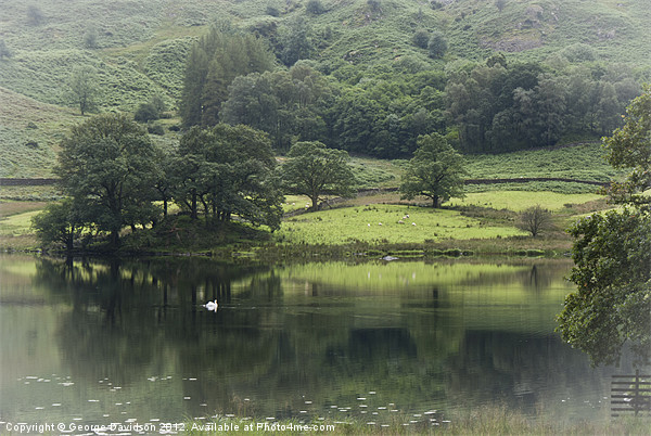 Summer in Grasmere Picture Board by George Davidson