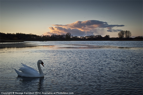 Swan on Big Waters Picture Board by George Davidson