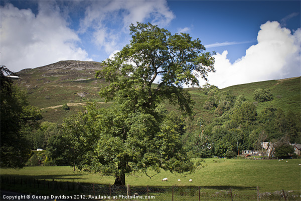 Tree of Loch Earn Picture Board by George Davidson