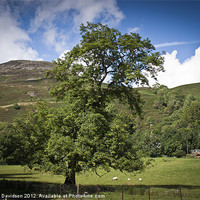 Buy canvas prints of Tree of Loch Earn by George Davidson