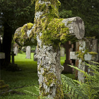 Buy canvas prints of Moss & Cross by George Davidson
