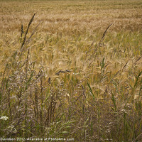 Buy canvas prints of Fields of Barley by George Davidson